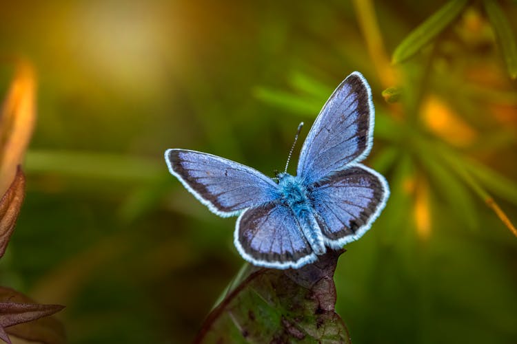 Close-Up Shot Of A Blue Butterfly