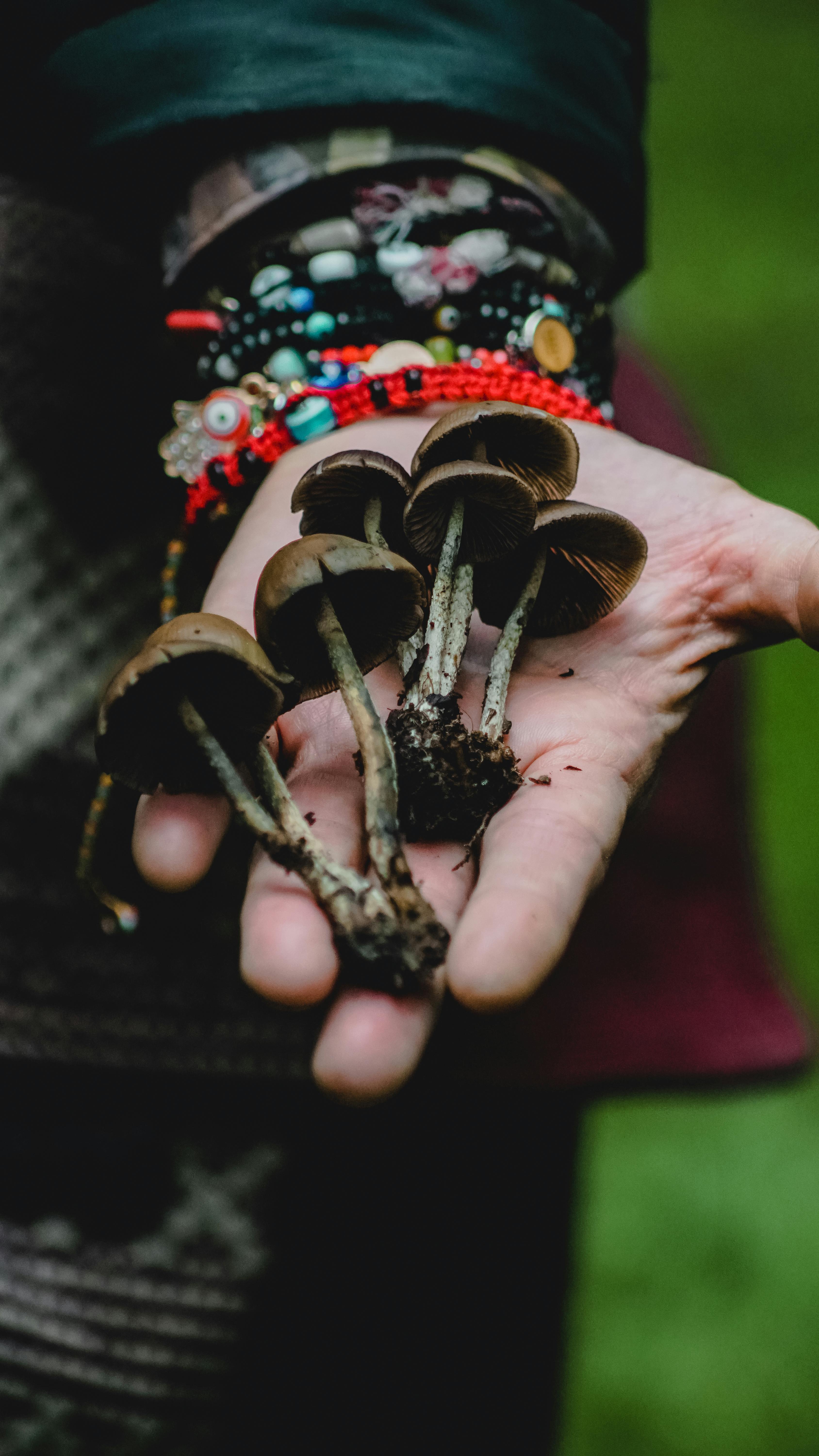 A detailed close-up of a hand holding wild mushrooms outdoor in nature, earthy tones.