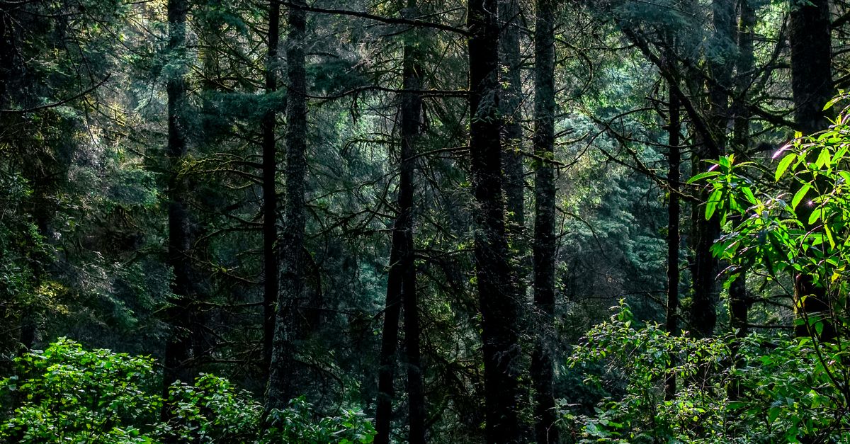Indonesia: RSE que impulsa trazabilidad y protección de bosques en cadenas productivas Indonesia: RSE que impulsa trazabilidad y protección de bosques en cadenas productivas