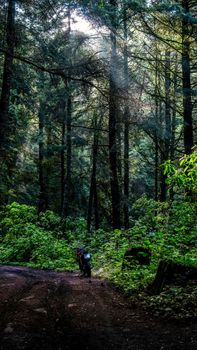 A motorcycle is parked on a dirt road amidst a lush green forest, with sunlight filtering through the trees.