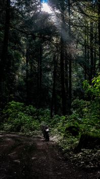 Motorcycle parked on a foggy forest path with sunlight filtering through pine trees.