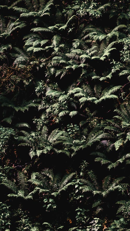 Close Up Photo of Ferns