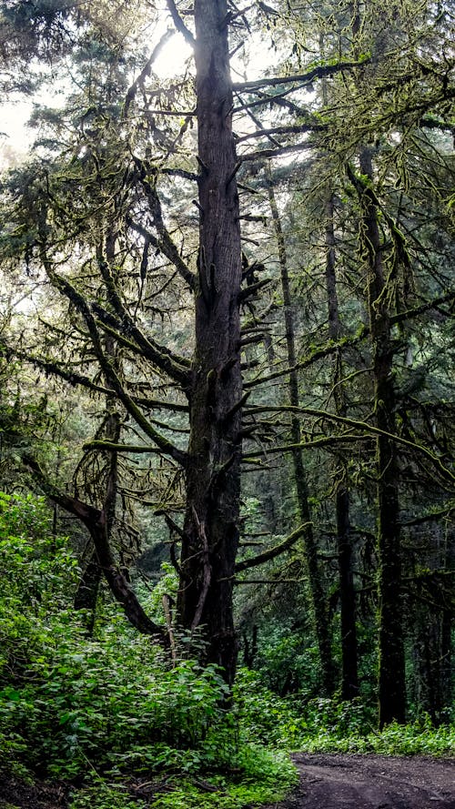 Trees in the Forest