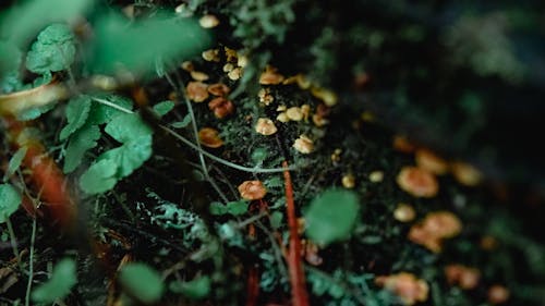 Mushrooms in Forest