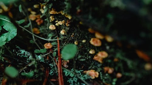 Mushrooms and Leaves on Ground