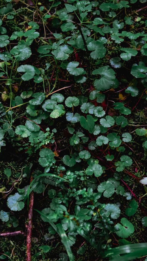 Free A vibrant close-up of lush green foliage, captured in a richly vegetated forest setting. Stock Photo