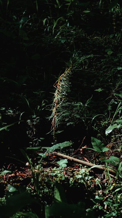 Flora in a Rainforest