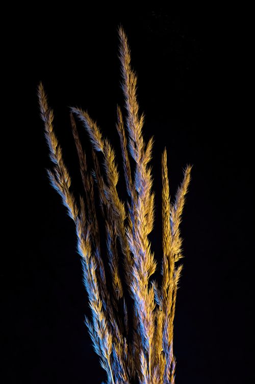 Free Colorful close-up of dried wheat stalks against a black background, highlighting texture and color. Stock Photo