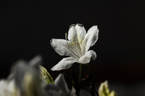 Бесплатное стоковое фото с Азалия, белый цветок, крупный план