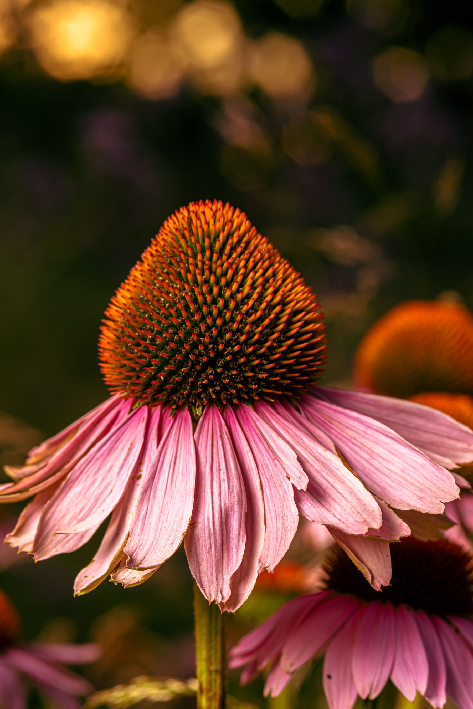 Purple coneflower blooming in a garden Purple coneflower blooming in a garden