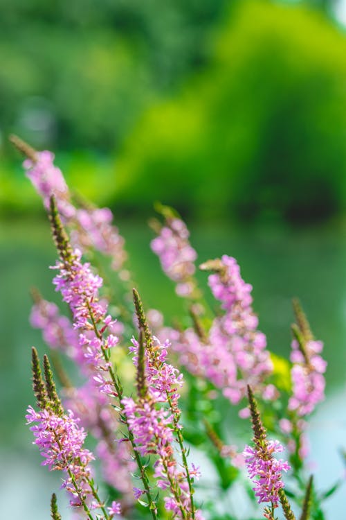 Purple Flower in Tilt Shift Lens