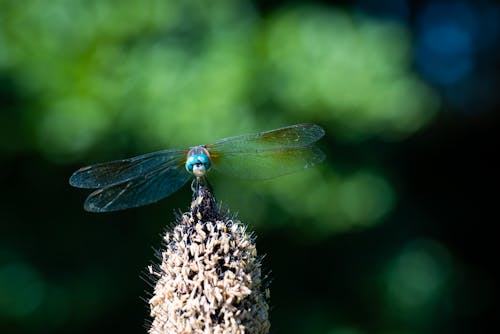 Ücretsiz böcek, böcekbilim, kanatlar içeren Ücretsiz stok fotoğraf Stok Fotoğraflar