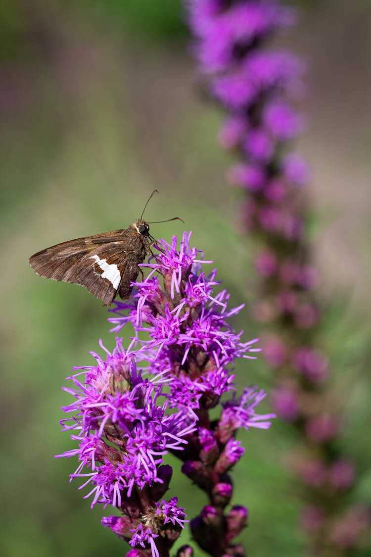 A Butterfly On The Purple Flower