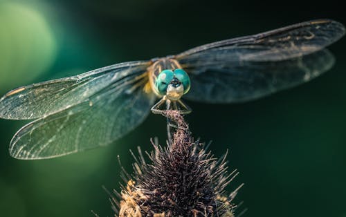 Darmowe zdjęcie z galerii z fotografia owadów, owad, ważka