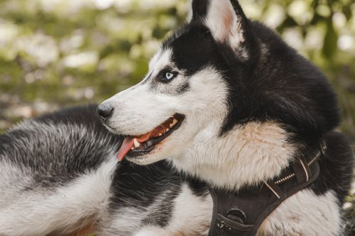 Free Portrait of a Siberian Husky dog with a harness, showcasing its striking blue eyes. Stock Photo