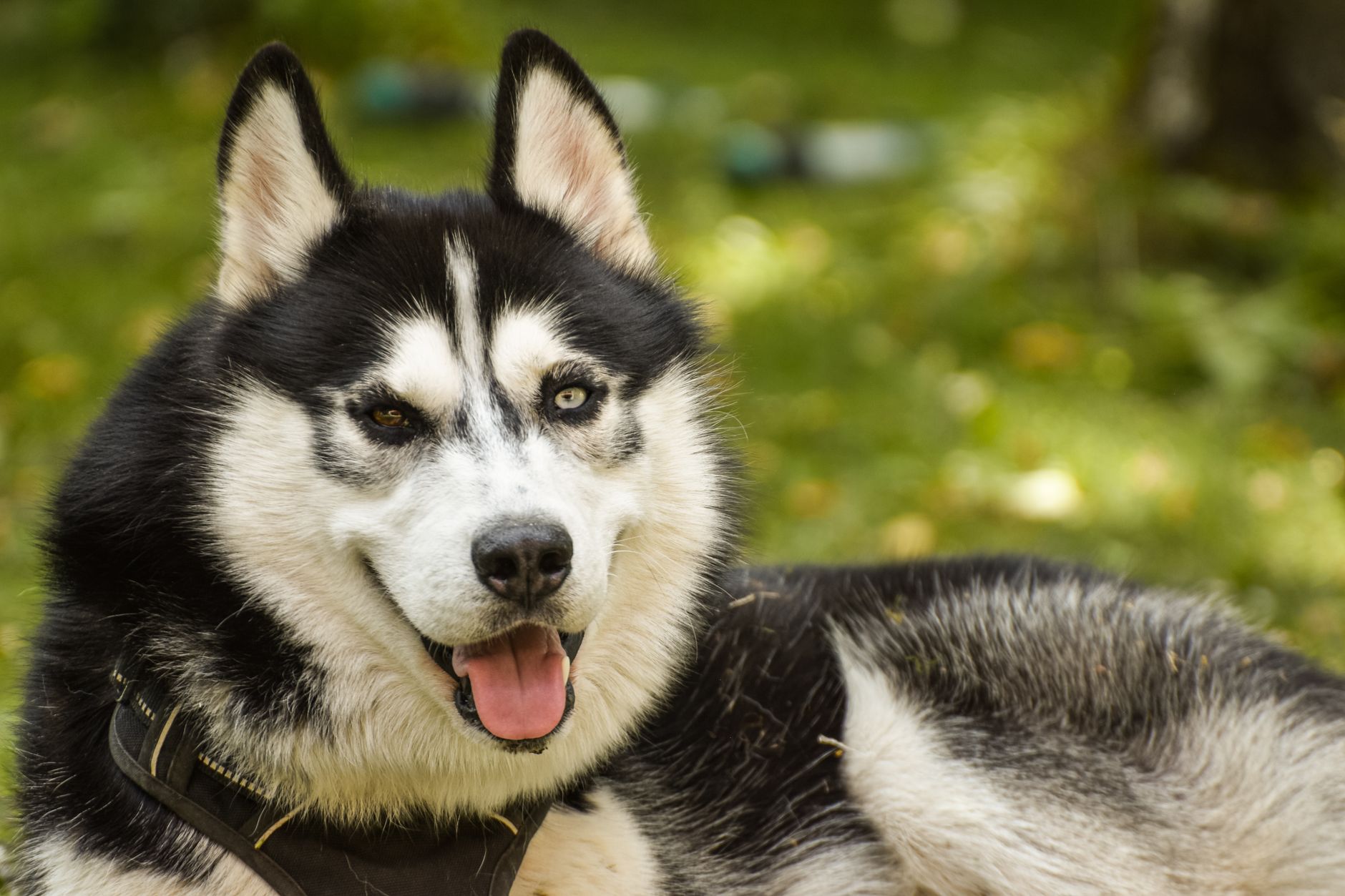 A smiling Siberian Husky dog with blue eyes and a fluffy coat relaxing outdoors.