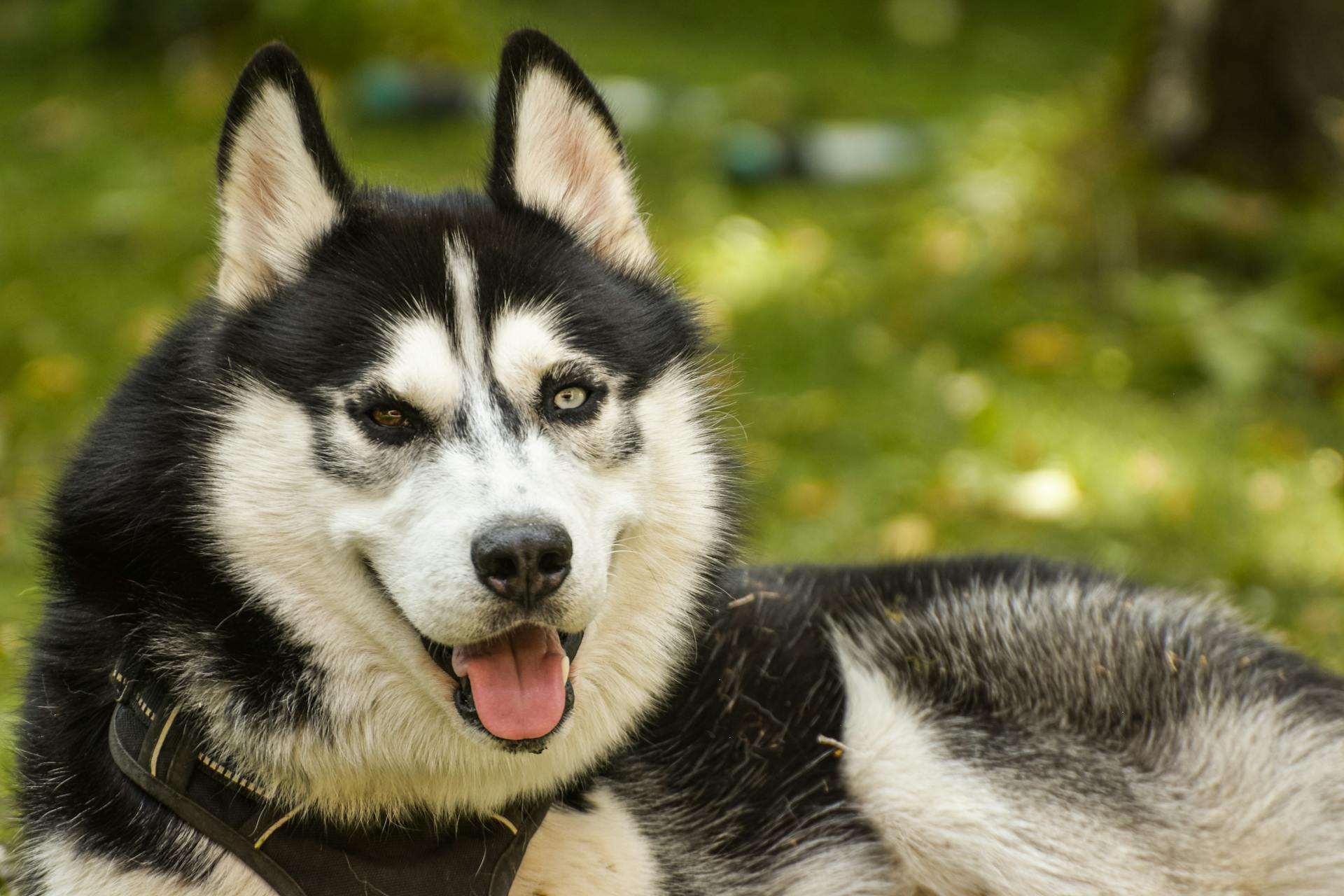 A Portrait of Black and White Siberian Husky