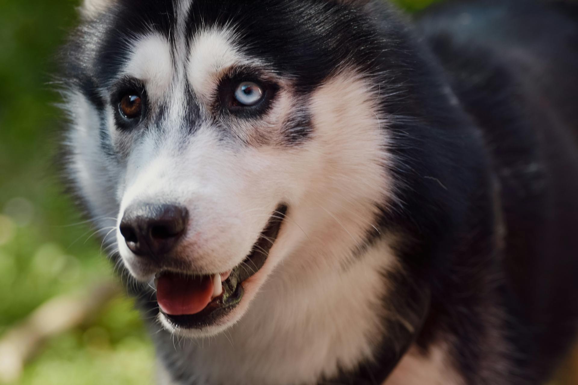 Close-up Photo of Black and White Siberian Husky