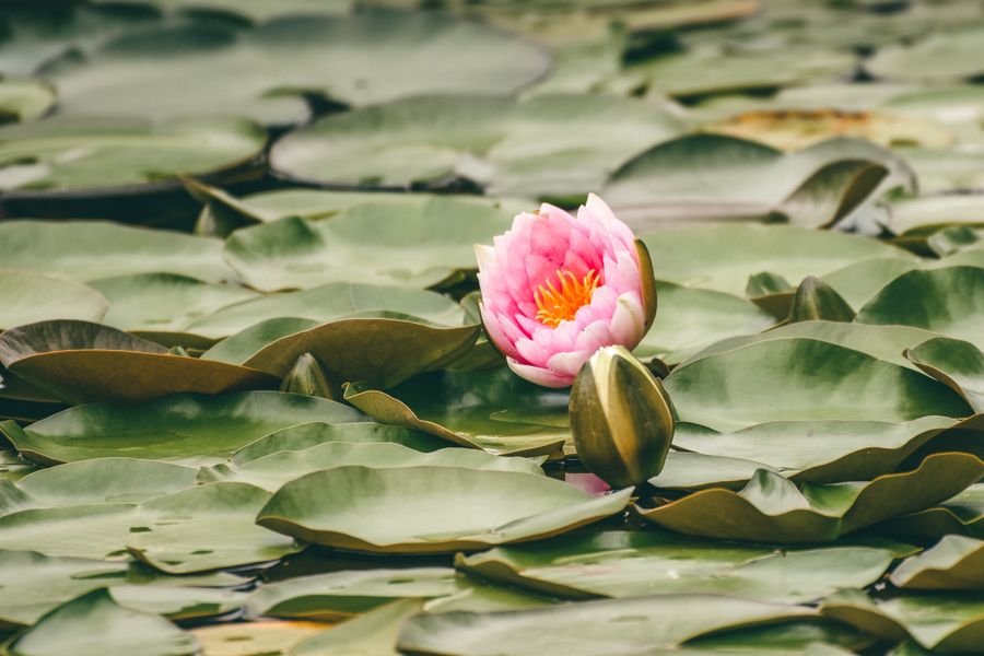 Pink lotus flower among green leaves on a calm pond