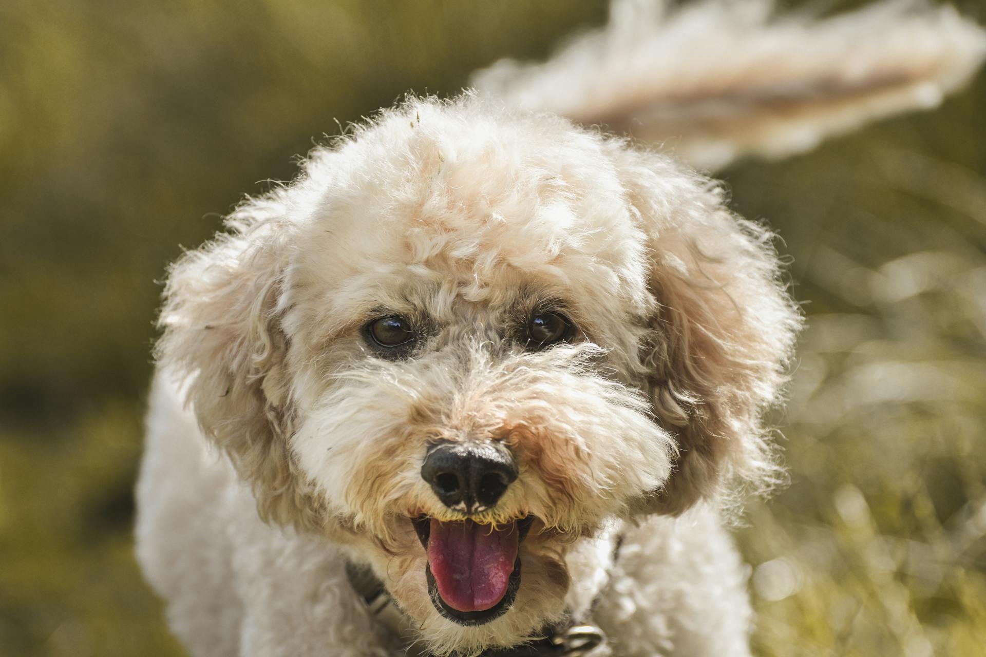 Close-Up Shot of a Poodle