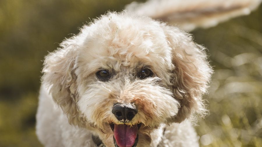 The Giant Schoodle: What This Schnauzer-Poodle Cross Is Actually Like