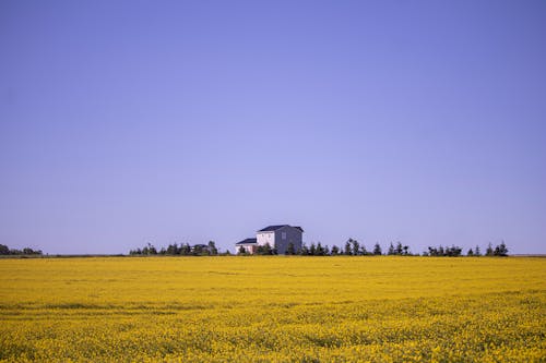 Kostenloses Stock Foto zu acker, außerorts, feld