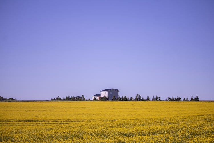 House By Rapeseed Field