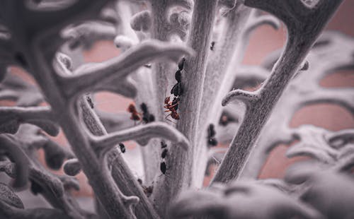 çevre, doğa fotoğrafçılığı, hayvanlar içeren Ücretsiz stok fotoğraf