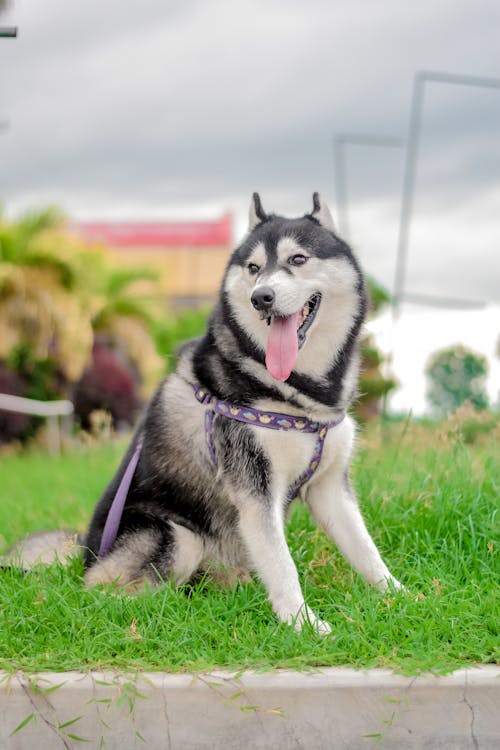 Foto d'estoc gratuïta de adorable, assegut, domèstic