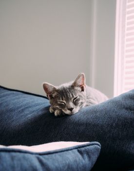 A serene gray kitten sleeping peacefully on a cozy blue couch indoors.