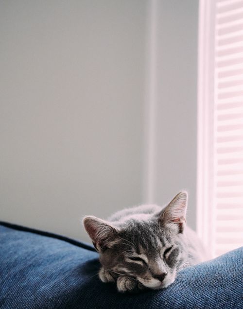 Free A peaceful gray cat sleeping soundly on a blue cushion by a window with blinds. Stock Photo