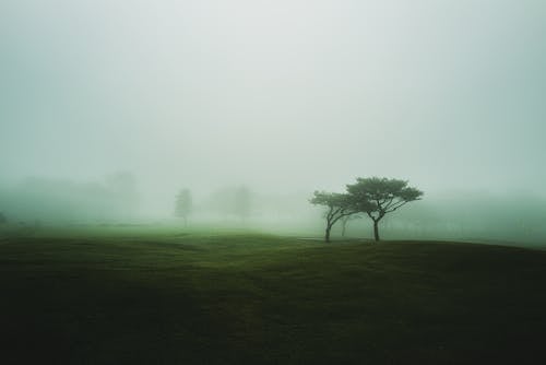 Trees on the Fog Covered Grass Field 