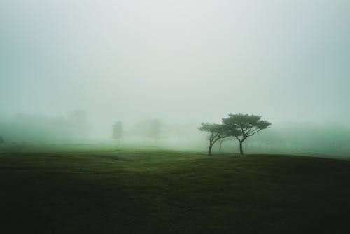 Fotos de stock gratuitas de amanecer, arboles, campo