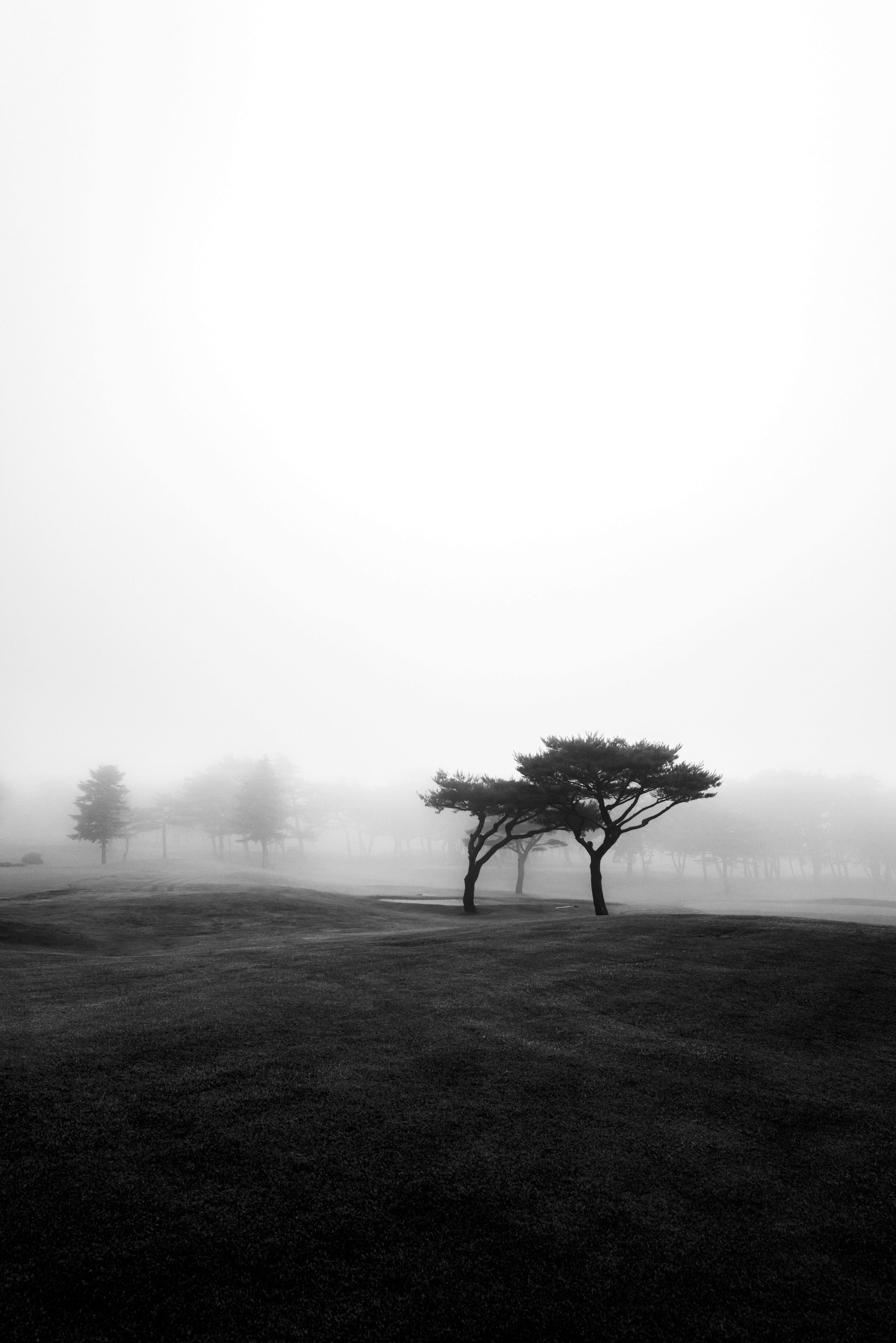 A serene monochrome landscape featuring a lone tree in a foggy field, conveying tranquility.