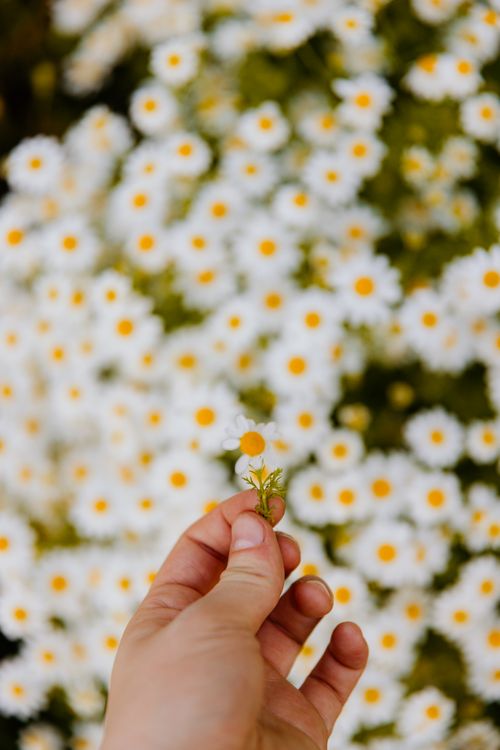 Free Close-up of a hand holding a chamomile flower with a background of blurred blossoms. Stock Photo