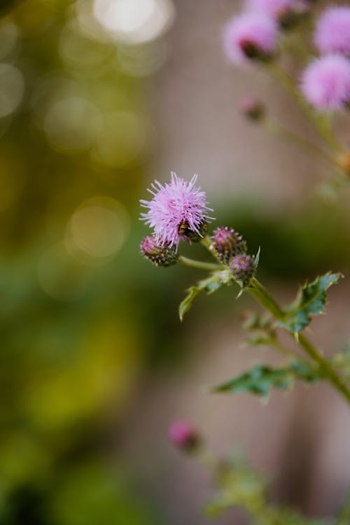 Close Up Photo of Thistle Flower