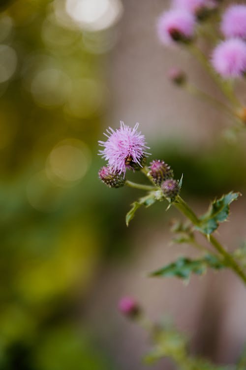 Kostenloses Stock Foto zu blume, blütenknospen, distel