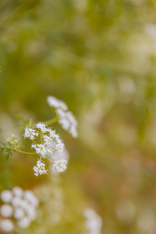 Shallow Focus Photography of White Flowers