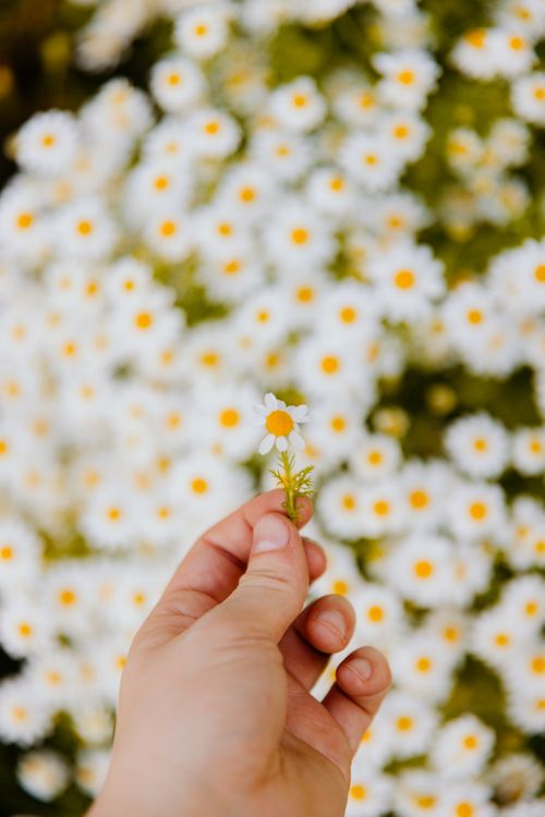 Free A hand gently holds a single chamomile flower against a backdrop of chamomile blossoms. Stock Photo