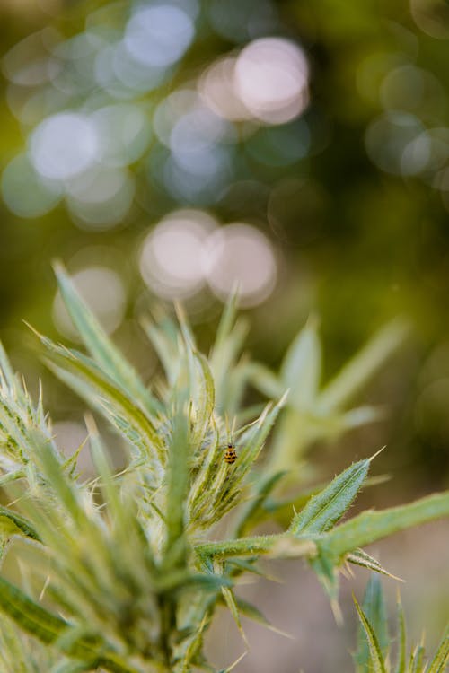 Small Insect in a Plant