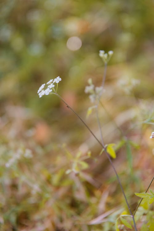 Základová fotografie zdarma na téma bílé květy, detail, kvést