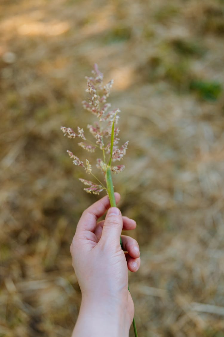 A Person Holding A Grass Flower