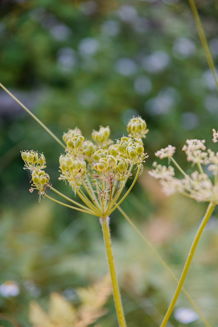 Clusters Of Flower Buds In Close-up Photography