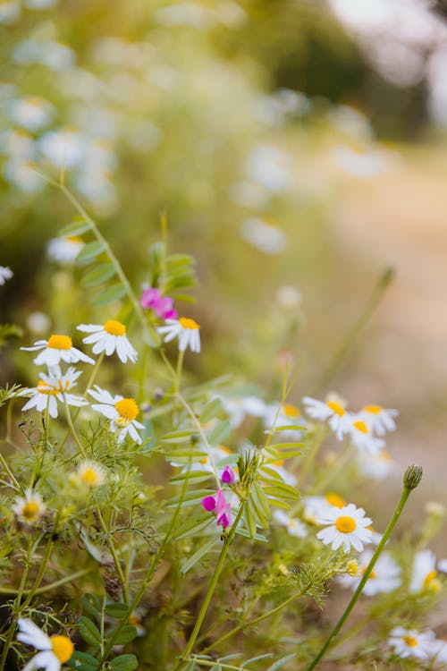 カモミール, フローラ, 咲くの無料の写真素材