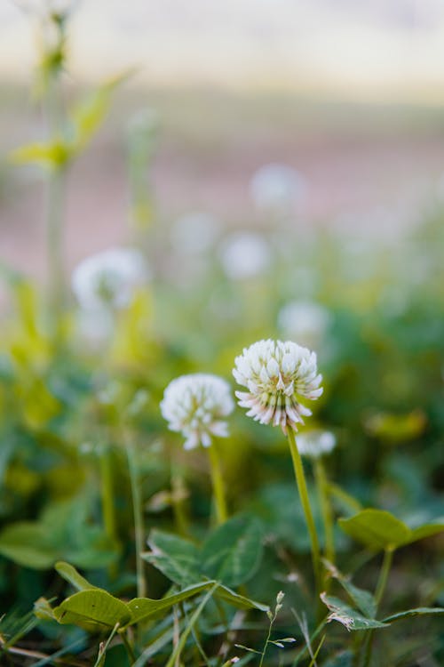 Clovers in Close Up