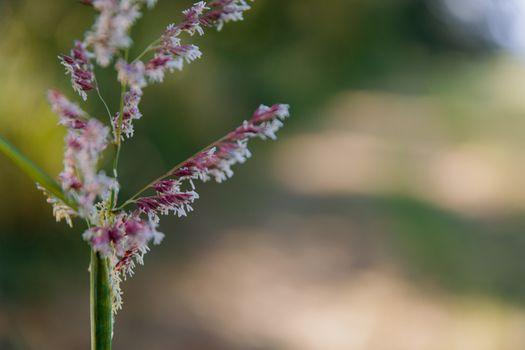 A vivid close-up of wild grass with pink blooms against a blurred nature background.
