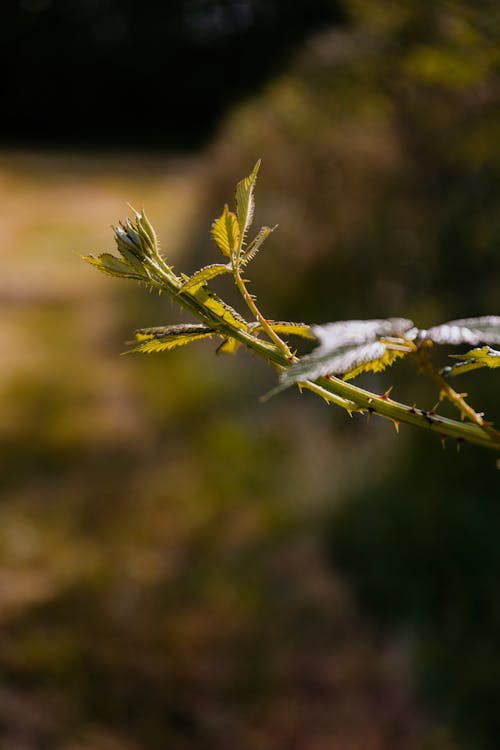 Základová fotografie zdarma na téma detail, příroda, rostlina