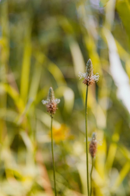 Darmowe zdjęcie z galerii z cienki, natura, pionowy strzał