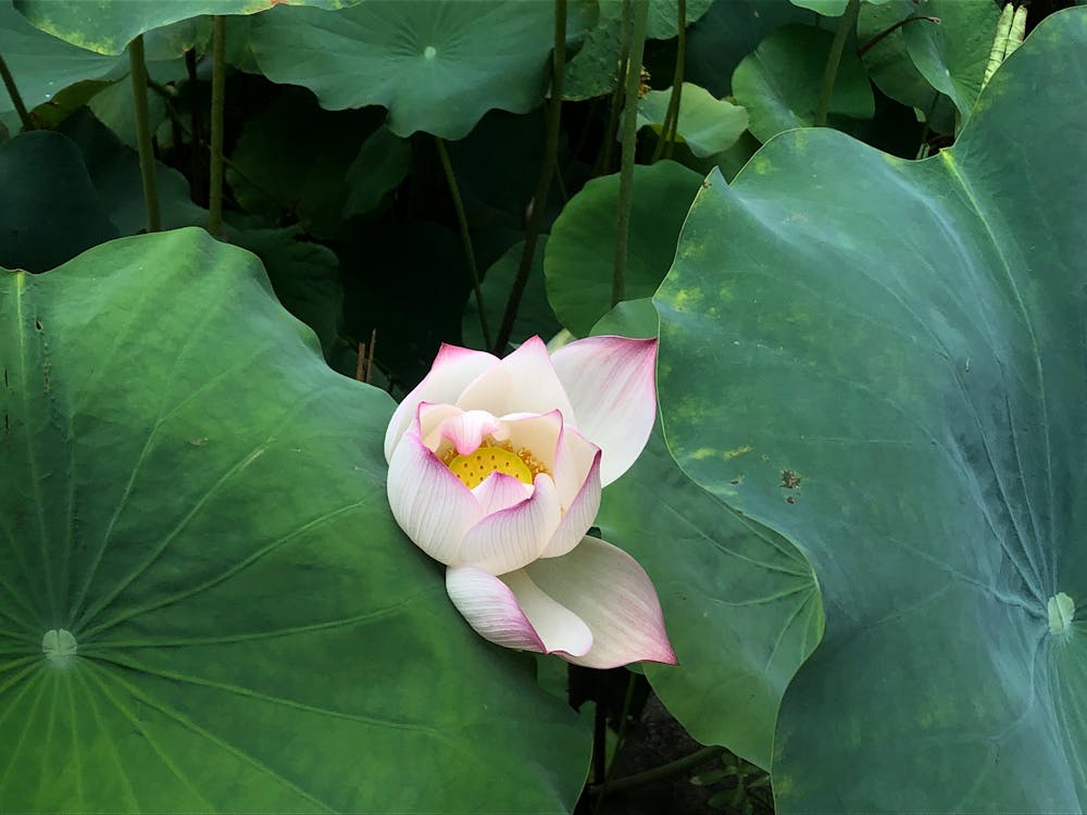 Lotus Flower in Blooming Stage · Free Stock Photo