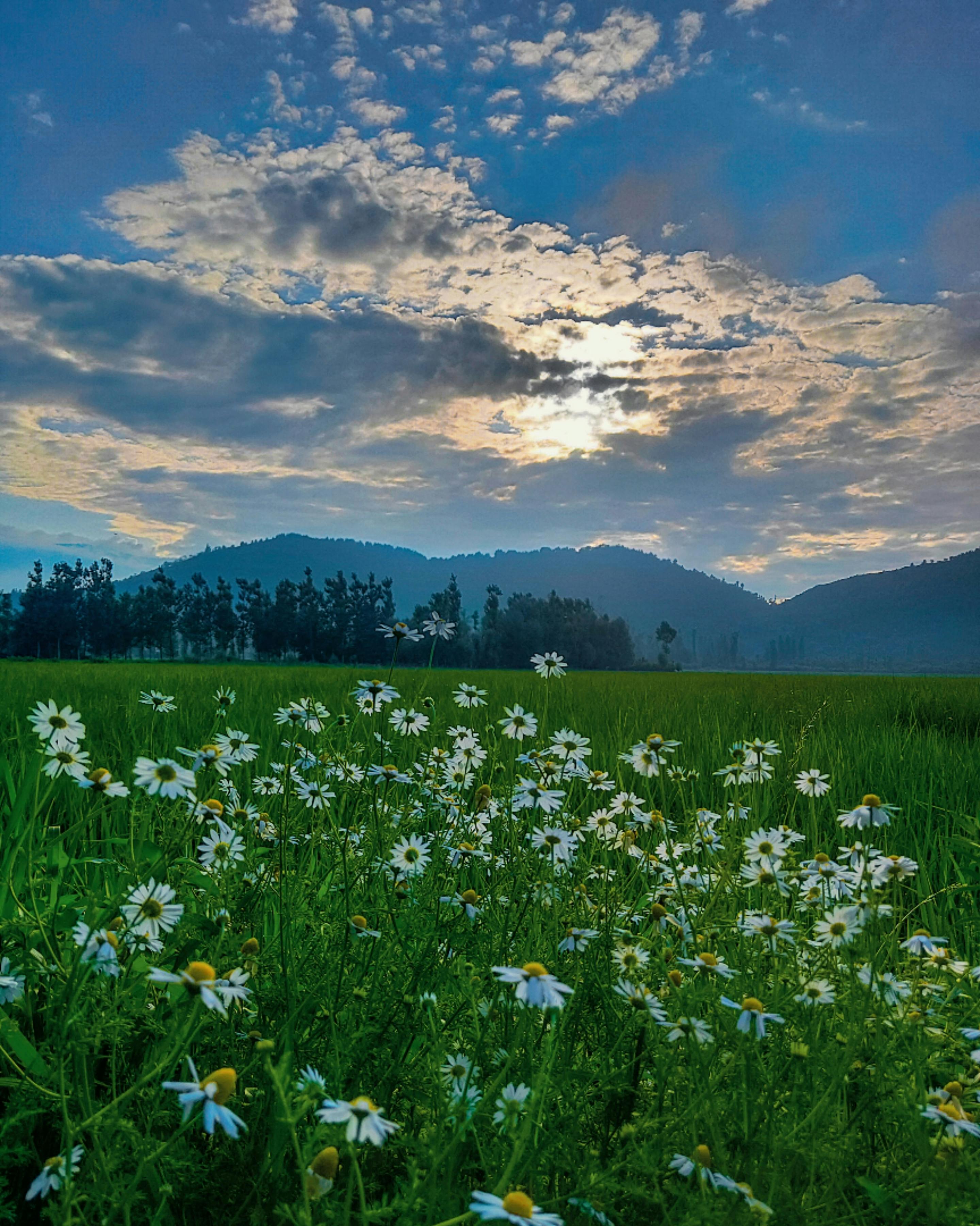 White Flower Field Near Green Trees and Mountains Under Blue Sky · Free